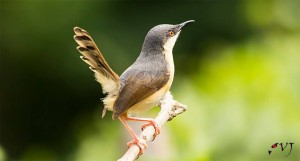 Ashy Prinia { சாம்பல் கதிர்க்குருவி }